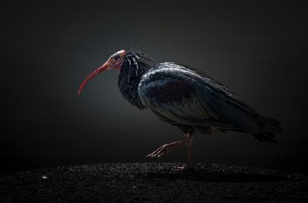 Rotwangen-Ibis