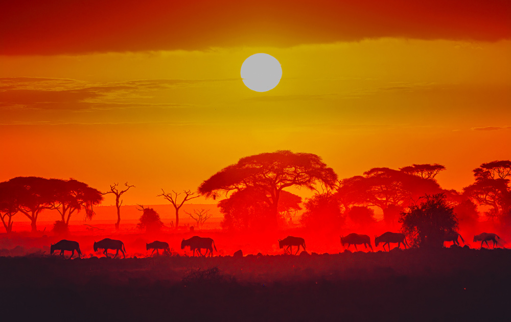 Amboseli-Sonnenaufgang von Jeffrey C. Sink