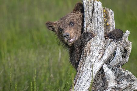 Das entzückende Grizzlybärenjunges