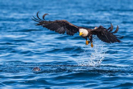 Der Adler und der Seelöwe