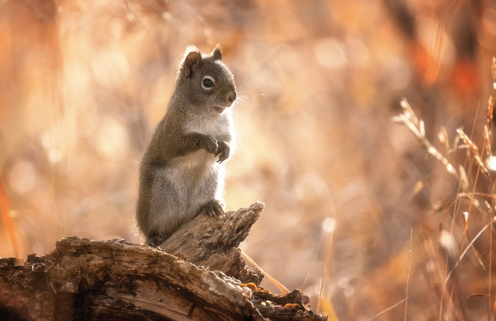 Hallo,Eichhörnchen von Jenny L. Zhang ( 雨田）
