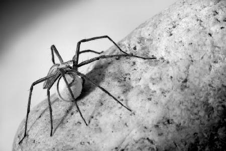 Spinne mit Eierschale