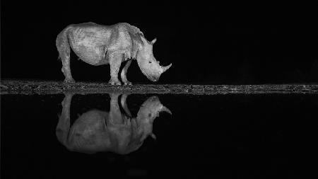 Nashorn in der Nacht