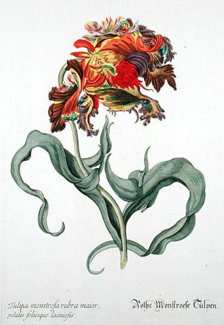 Tulipa Monstrosa Rubra Maior from 'Phythanthoza Iconographica', published in Germany von Johann Wilhelm Weinman