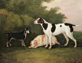 Three Dogs in a Landscape