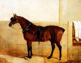 Prize Shire Horse in Harness 1835
