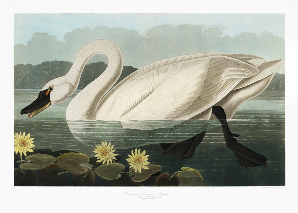 Gewöhnlicher amerikanischer Schwan von Birds of America (1827) von John James Audubon
