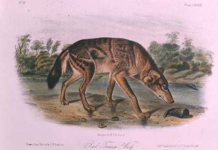 Red Wolf from Quadrupeds of North America (1842-5) von John James Audubon