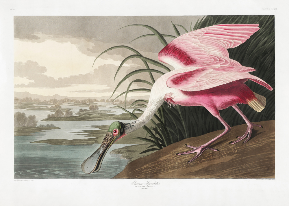 Rosalöffler von Birds of America (1827) von John James Audubon