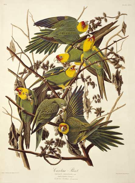 Carolina Parakeet, from 'Birds of America' 1829