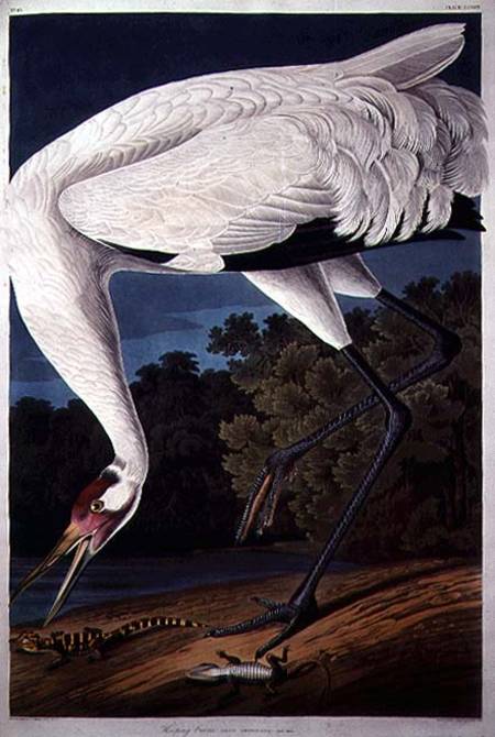Whooping Crane, from 'Birds of America' von John James Audubon
