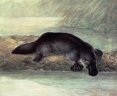 Duck-billed platypus, ornithorynchus paradoxus 1810