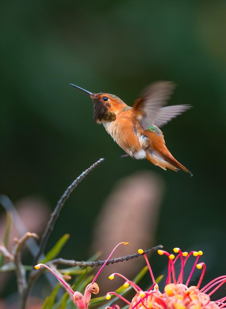 Kolibri von Johnson Huang