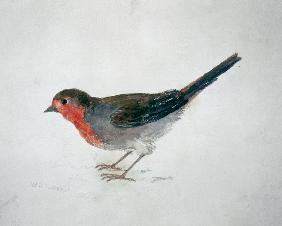 Robin, from The Farnley Book of Birds 19th