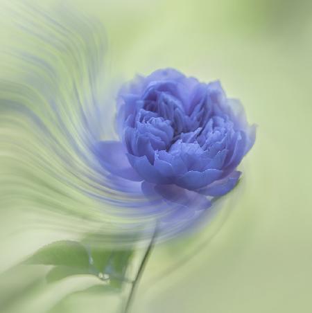 blaue Rose