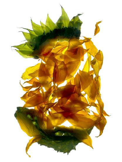 Chiquita Sunflower 2013