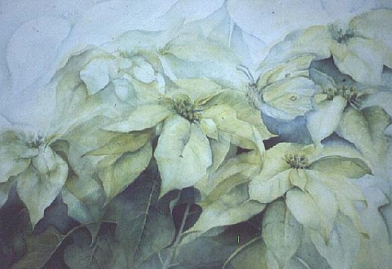 White Poinsettia (horizontal)  von Karen  Armitage