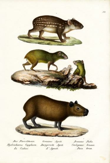 Capybara von Karl Joseph Brodtmann