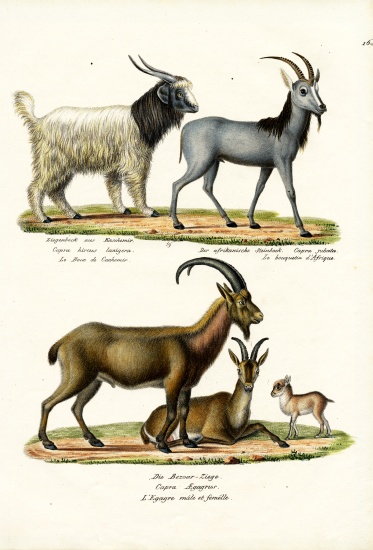 Cashmere Goat von Karl Joseph Brodtmann