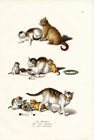 Domestic Cats von Karl Joseph Brodtmann
