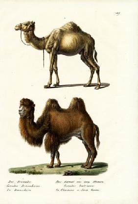 Dromedary 1824