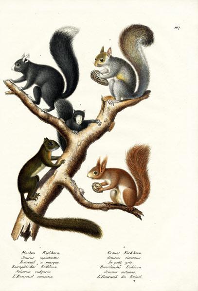 Different Kinds Of Squirrels 1824
