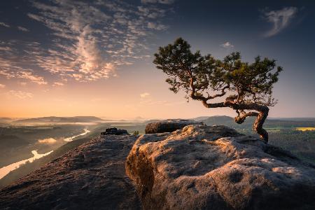 Bonsai Baum