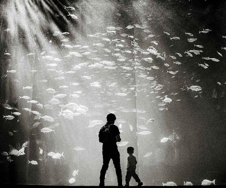 Träumen im Aquarium