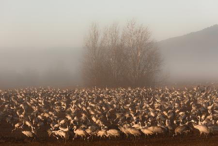 Nebeliger Morgen