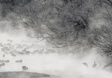 Hokkaido-Winter