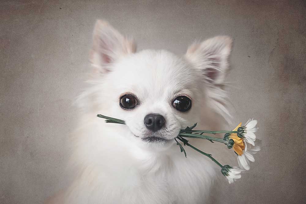 Chihuahua mit Blumen von Lienjp