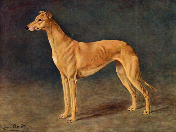 The Successful Coursing Greyhound Bitch Age of Gold von Lilian Cheviot