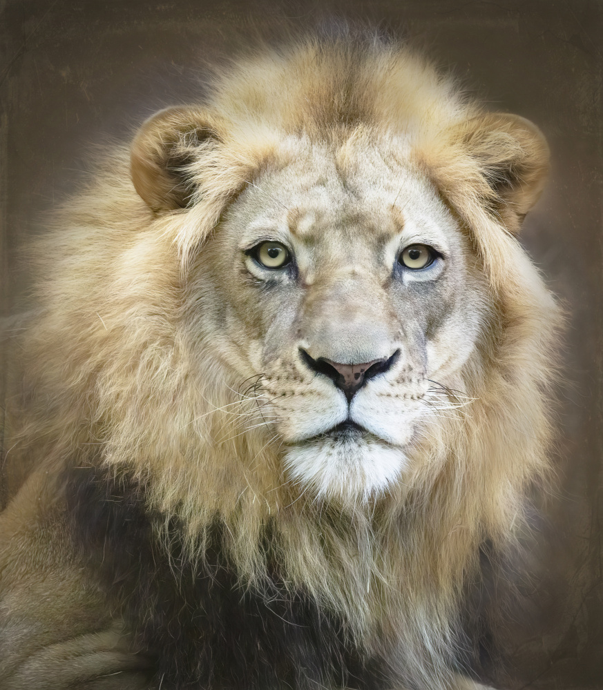 Porträt eines jungen männlichen Löwen von Linda D Lester