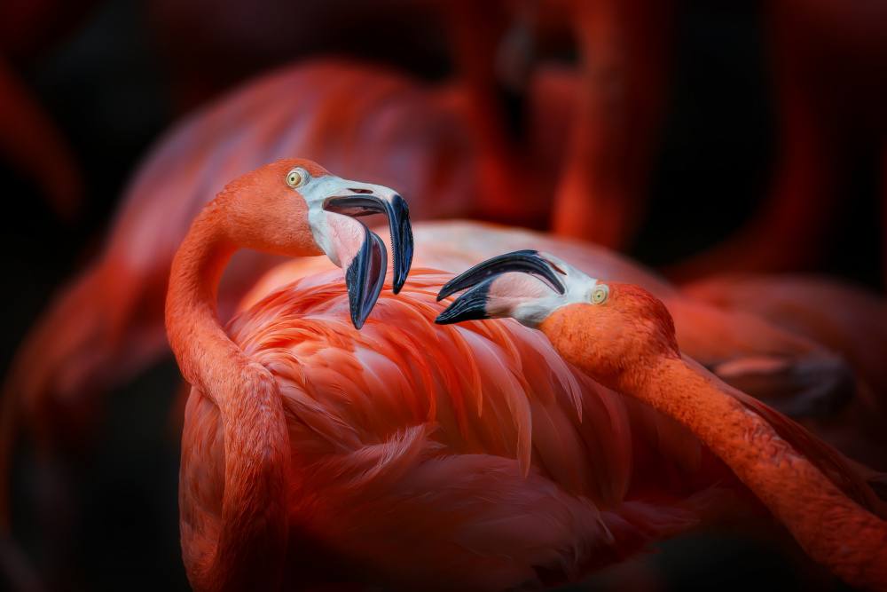 Der Flamingo 2 von Linli Wang