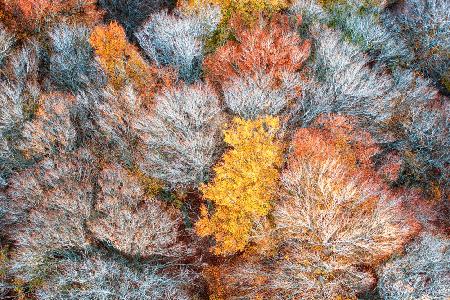 Herbstzweige