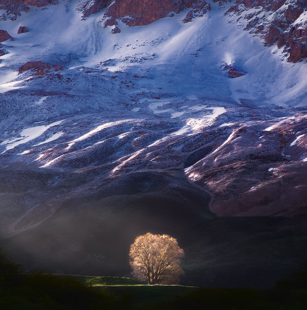 Goldenes Licht und der Baum allein von Majid Behzad