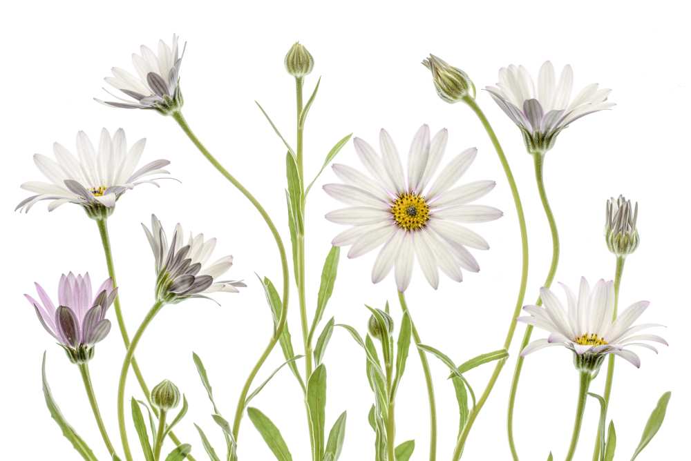 Cape Daisies von Mandy Disher