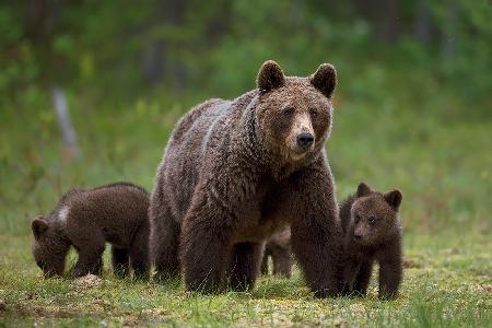 Die Familie des Waldes