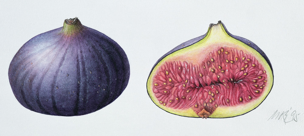 Figs, 1995 (w/c on paper)  von Margaret Ann  Eden