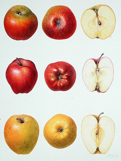 Six Apples, 1996 (w/c on paper)  von Margaret Ann  Eden