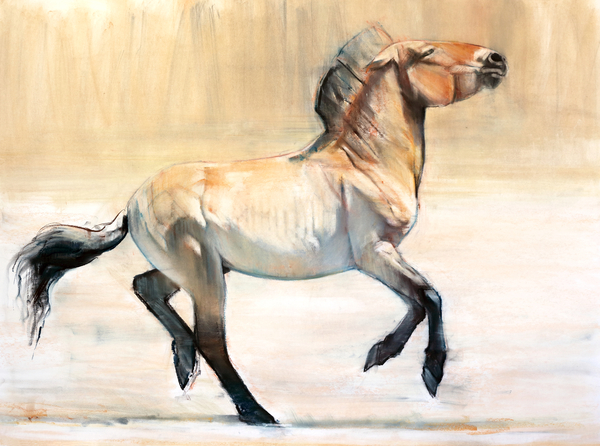 Equus (Przewalski) von Mark  Adlington