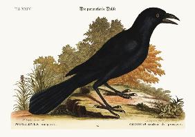 The purple Jack-Daw 1749-73