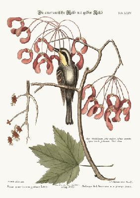 The yellow-throated Creeper 1749-73
