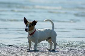 Hund und Meer