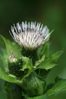 Kohl-Kratzdistel