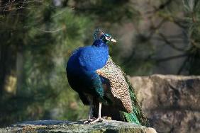 Blauer Pfau