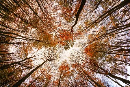 Herbstbäume