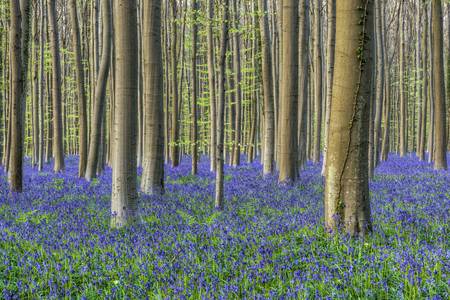 Frühling im Hallerbos in Belgien