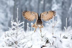 Eurasian eagle-owl