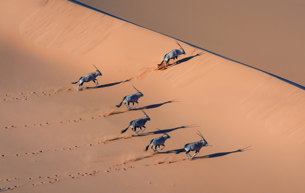 Oryx in der Wüste von MIN LI